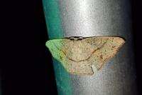 Cyclophora punctaria