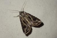 Agrotis vestigialis