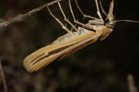 Agriphila deliella