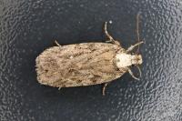 Agonopterix ciliella