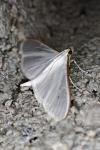 Palpita vitrealis