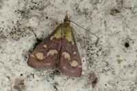 Pyrausta purpuralis