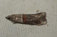 Acrobasis bithynella