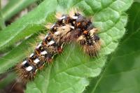 Acronicta rumicis