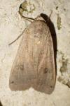 Noctua pronuba