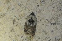 Acleris variegana