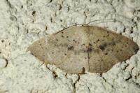 Cyclophora puppillaria