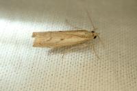 Agriphila geniculea