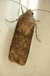 Agrotis