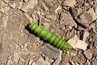 Saturnia pavonia