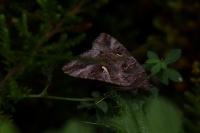 Autographa gamma