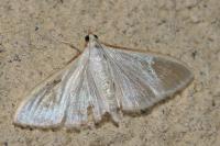 Palpita vitrealis