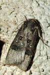 Agrotis trux