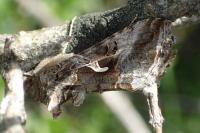 Autographa gamma