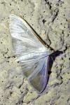 Palpita vitrealis