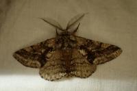 Lycia hirtaria