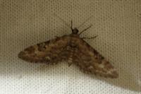 Eupithecia nanata