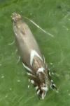 Glyphipterix simpliciella