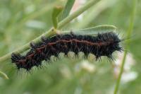 Saturnia pavonia