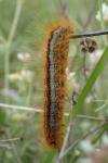 Malacosoma castrense