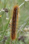 Malacosoma castrense