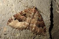 Triphosa dubitata
