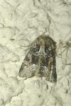 Oligia latruncula / Oligia strigilis / Oligia versicolor