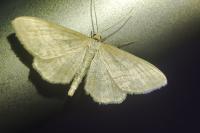 Idaea macilentaria