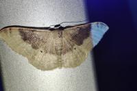 Idaea degeneraria