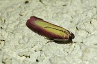 Oncocera semirubella