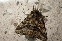 Lycia hirtaria