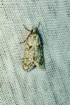 Diurnea fagella
