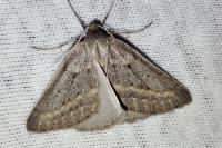 Chemerina caliginearia
