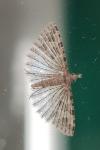 Alucita hexadactyla