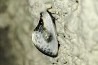 Cilix glaucata
