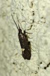 Esperia sulphurella