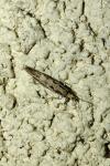 Plutella xylostella