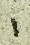 Plutella xylostella