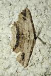 Menophra abruptaria