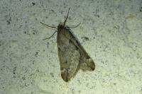 Alsophila aescularia