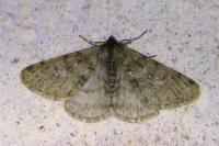 Phigalia pilosaria