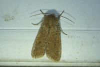 Orthosia cruda