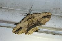 Menophra abruptaria