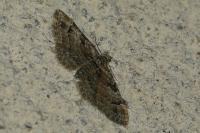 Gymnoscelis rufifasciata