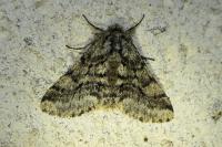Lycia hirtaria