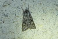 Xylocampa areola