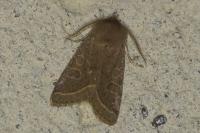Orthosia cerasi