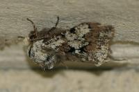 Biston strataria