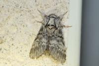 Drymonia ruficornis