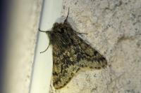 Apocheima hispidaria